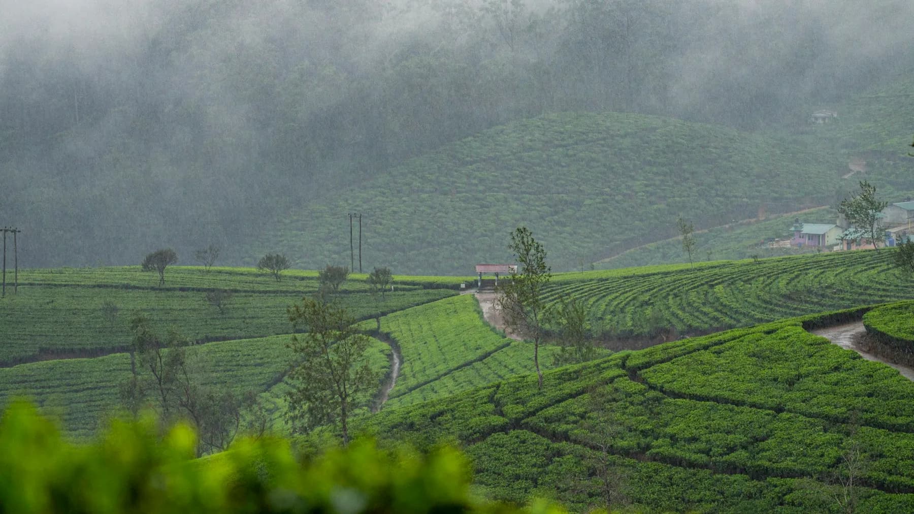 Tea fields rising into mist in Kandy, Sri Lanka