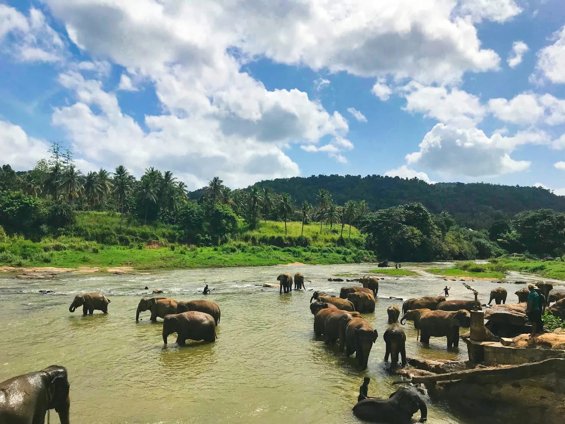 A herd of elephants gathering at water in Sri Lanka