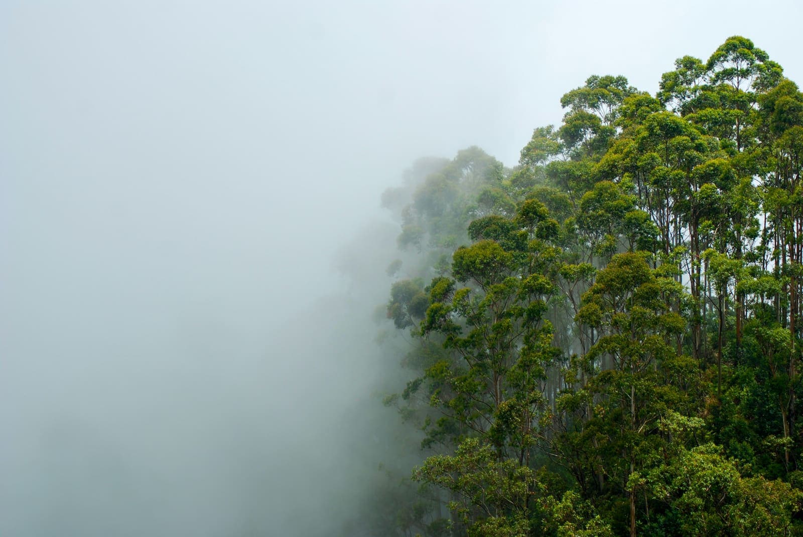 Sri Lanka's Hill Country: Kandy, Nuwara Eliya and Ella