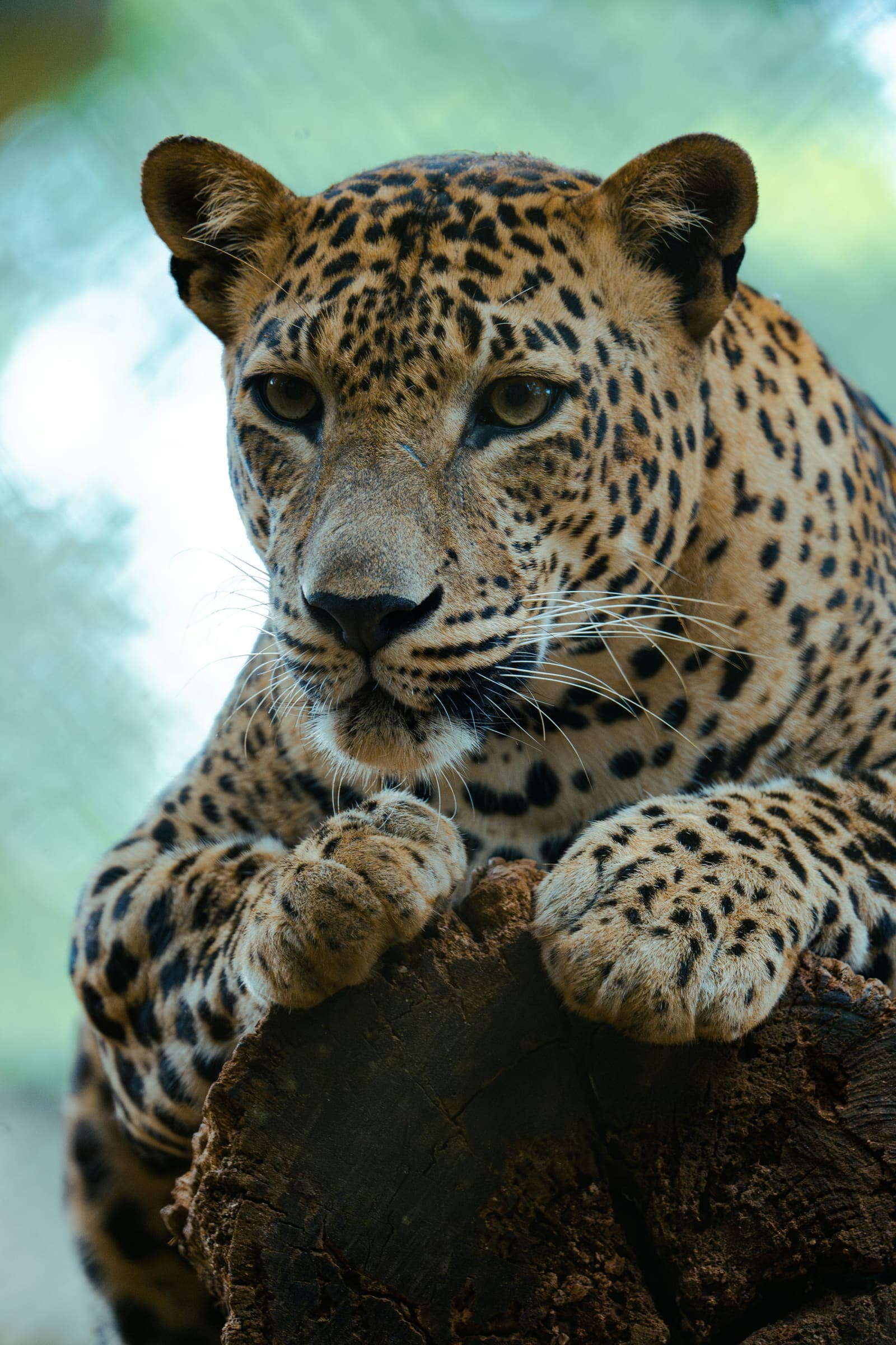 Wildlife and Safari in Sri Lanka